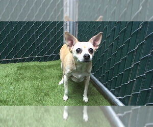 Chihuahua Dogs for adoption in Downey, CA, USA
