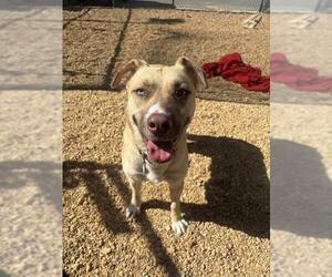 Labsky Dogs for adoption in Forestville, MD, USA