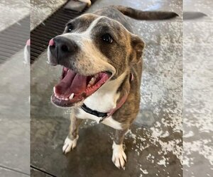 Mountain Cur-Unknown Mix Dogs for adoption in Sparta, IL, USA