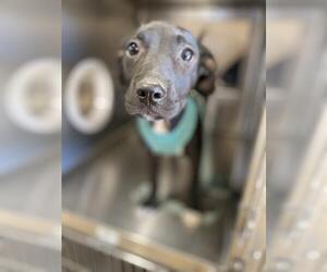 American Pit Bull Terrier-Unknown Mix Dogs for adoption in Chula Vista, CA, USA