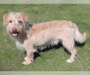 Cairn Terrier Dogs for adoption in Orange, CA, USA