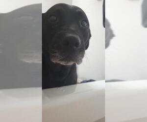 Labrador Retriever-Unknown Mix Dogs for adoption in San Antonio, TX, USA