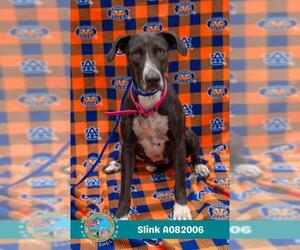 Labrador Retriever-Unknown Mix Dogs for adoption in Mobile, AL, USA