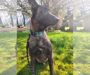 Mutt Dogs for adoption in Seattle, WA, USA