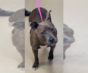 Staffordshire Bull Terrier Dogs for adoption in Ogden, UT, USA