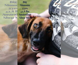 Australian Shepherd-Unknown Mix Dogs for adoption in Westwood, NJ, USA