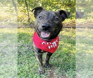 Mutt Dogs for adoption in Oklahoma City, OK, USA