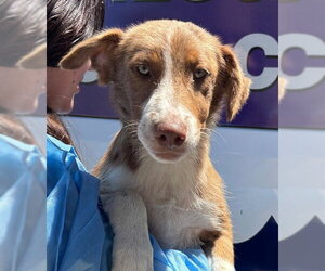 Australian Shepherd-Unknown Mix Dogs for adoption in Modesto, CA, USA