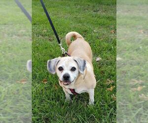 Puggle Dogs for adoption in Hollywood, MD, USA