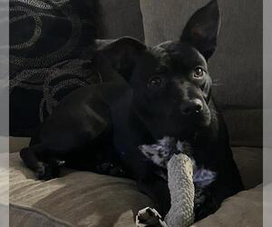 Medium Photo #1 American Staffordshire Terrier-Unknown Mix Puppy For Sale in San Antonio, TX, USA