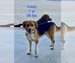 Beagle-Unknown Mix Dogs for adoption in Wakefield, RI, USA