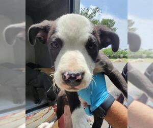 American Staffordshire Terrier-Unknown Mix Dogs for adoption in San Antonio, TX, USA