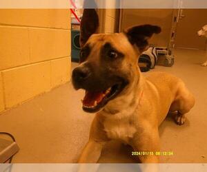 Black Mouth Cur-Unknown Mix Dogs for adoption in Sanford, FL, USA
