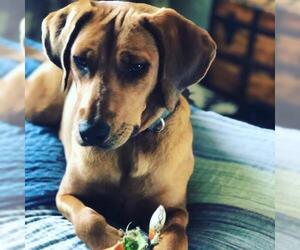 Retriever -Unknown Mix Dogs for adoption in Rustburg, VA, USA