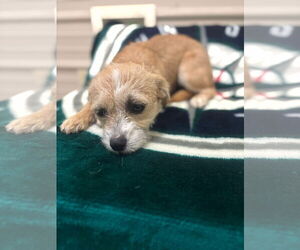 Pekingese-Unknown Mix Dogs for adoption in Westwood, NJ, USA