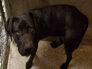 Shepweiller Dogs for adoption in Lodi, CA, USA