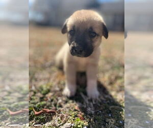 Anatolian Shepherd-Unknown Mix Dogs for adoption in OKLAHOMA CITY, OK, USA