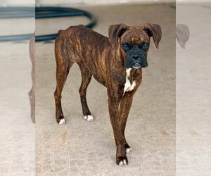 Boxer Dogs for adoption in Dumont, NJ, USA