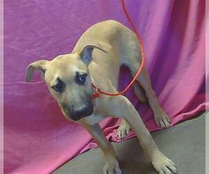 German Shepherd Dog-Unknown Mix Dogs for adoption in Sacramento, CA, USA