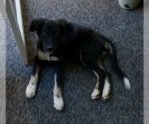Shollie Dogs for adoption in Newnan, GA, USA