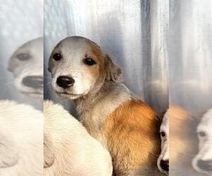 Labrador Retriever-Unknown Mix Dogs for adoption in San Antonio, TX, USA