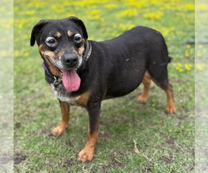 Mutt Dogs for adoption in Virginia Beach, VA, USA