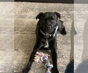 Labrador Retriever-Pug Mix Dogs for adoption in Euless, TX, USA