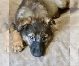 Mutt Dogs for adoption in San Diego, CA, USA