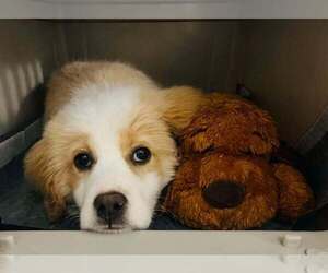 Labrador Retriever-Unknown Mix Dogs for adoption in Glen Haven, WI, USA