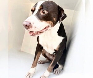 Mutt Dogs for adoption in Houston, TX, USA