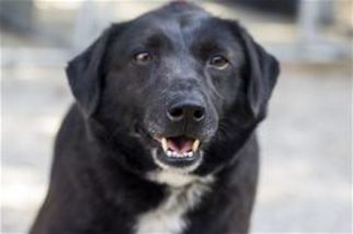 Medium Photo #1 Labrador Retriever-Unknown Mix Puppy For Sale in Mountain Home, AR, USA