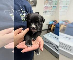 Mutt Dogs for adoption in Bakersfield, CA, USA