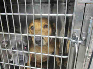 Mastador Dogs for adoption in Oklahoma City, OK, USA