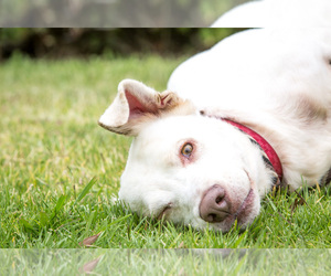 Labrador Retriever Dogs for adoption in El Cajon, CA, USA