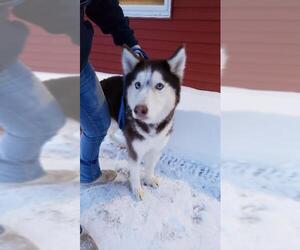 Alaskan Husky Dogs for adoption in Fargo, ND, USA