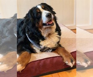 Bernese Mountain Dog Dogs for adoption in St. Louis Park, MN, USA