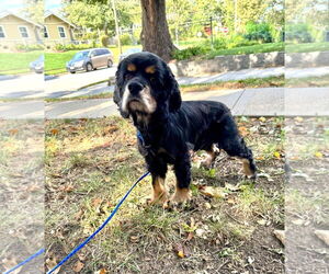 Cocker Spaniel Dogs for adoption in Belleuve, NE, USA