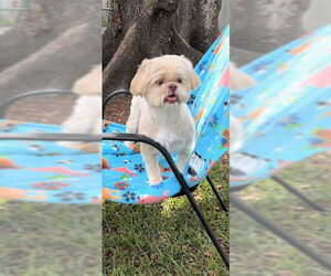 Shih Tzu Dogs for adoption in Weston, FL, USA