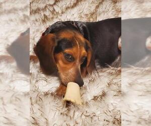 Beagle Dogs for adoption in Bellmawr, NJ, USA