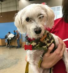Maltese Dogs for adoption in Caldwell, NJ, USA