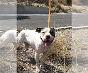 American Pit Bull Terrier-Unknown Mix Dogs for adoption in pomona, CA, USA