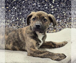 American Staffordshire Terrier-Labrador Retriever Mix Dogs for adoption in Lakewood, CO, USA