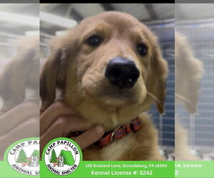 English Shepherd Dogs for adoption in Stroudsburg, PA, USA