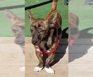 Pembroke Welsh Corgi Dogs for adoption in Walnutport, PA, USA