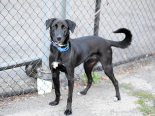 Borador Dogs for adoption in Ridgefield, CT, USA