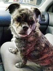 Pug Dogs for adoption in Spirit Lake, ID, USA