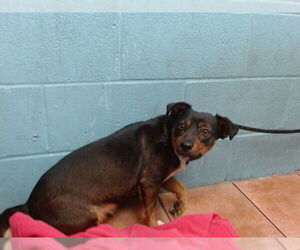 Chihuahua Dogs for adoption in Downey, CA, USA