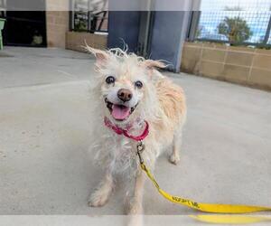 Poodle (Miniature) Dogs for adoption in Denver, CO, USA
