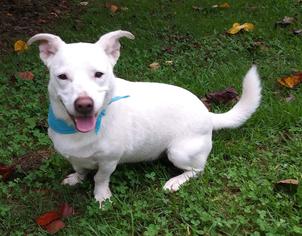 Small Basset Hound-Siberian Husky Mix