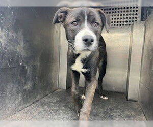 Mutt Dogs for adoption in Woodland, CA, USA